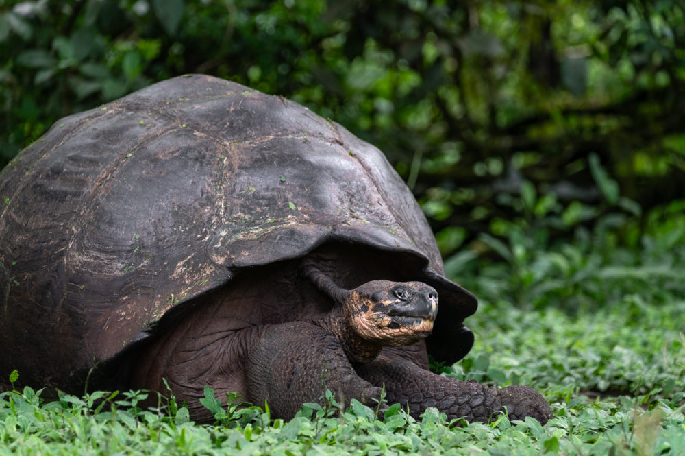 tortuga-gigante-de-Santa-Cruz-Chelonoidis-porteri-Marck-Gutt-1000x665 - Viaje a las Galápagos: conservación, turismo pionero y especies no tan populares