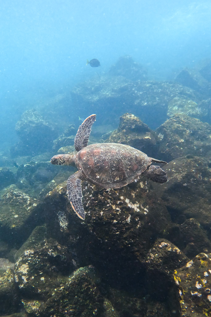 tortuga-marina-verde-Chelonia-mydas-Galapagos-Marck-Gutt - Viaje a las Galápagos: conservación, turismo pionero y especies no tan populares