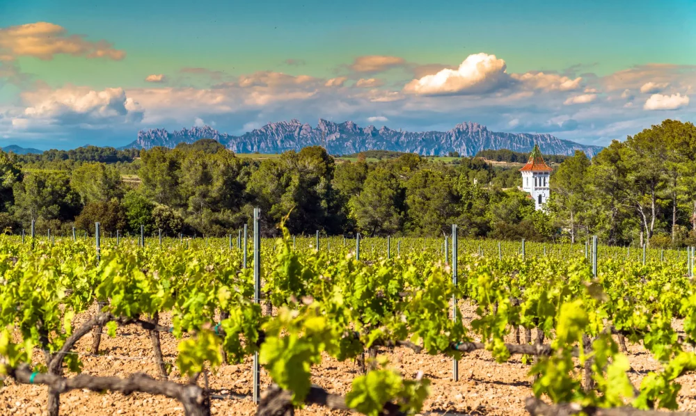 vinedos-penedes-1000x598 - Los tesoros del Baix Penedès: gastronomía, naturaleza y patrimonio