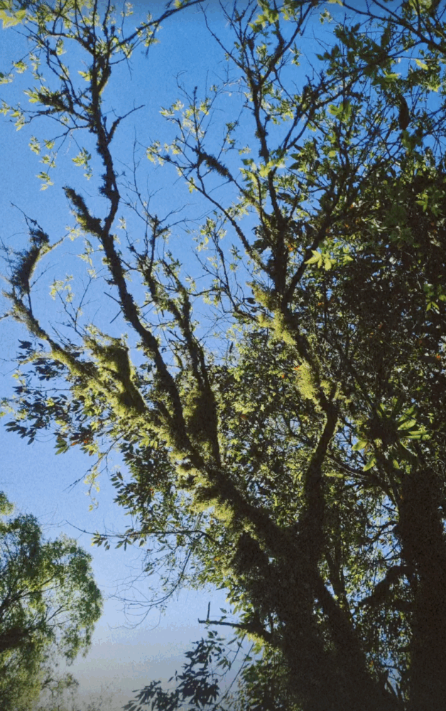 yungas-tucuman-2-628x1000 - Tucumán, una escapada con amigas tierra adentro