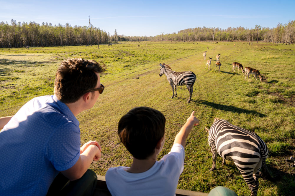 Lakeland-Safari-Wilderness-Ranch-Family-with-Zebras-1-1000x667 - ¿Quieres darte un break este fin de año? Esta ruta por Florida es el plan perfecto