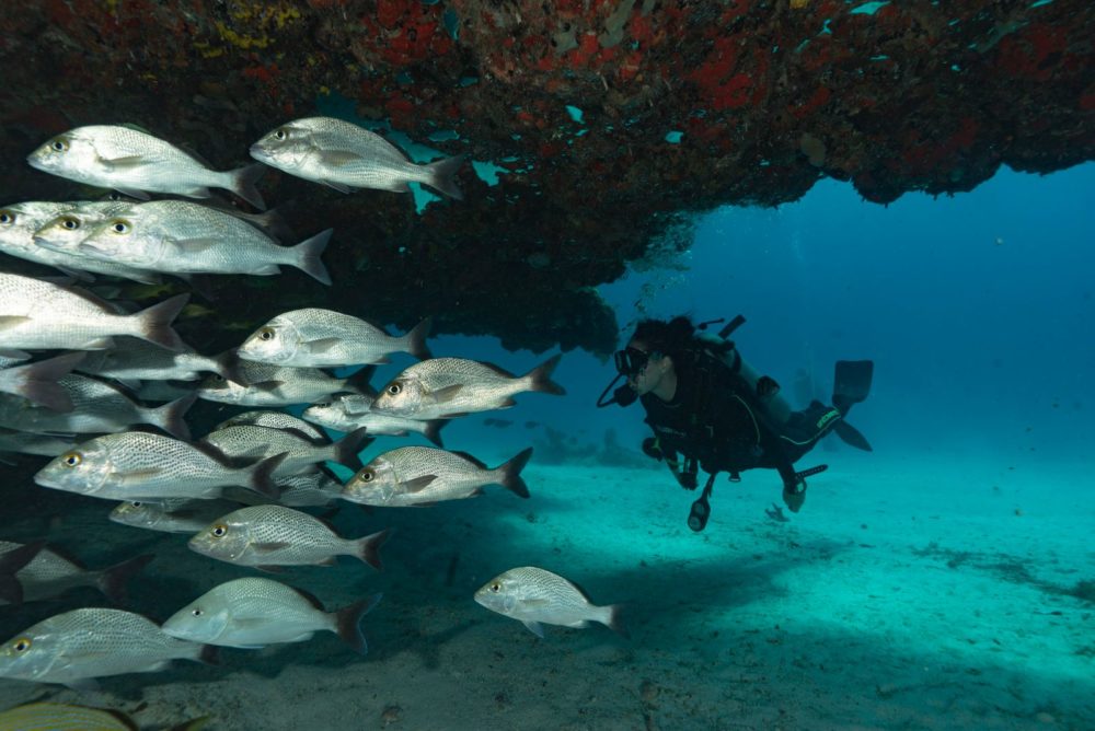 WhatsApp-Image-2025-11-19-at-10.02.31-PM-1000x668 - ¿Qué se siente al bucear?