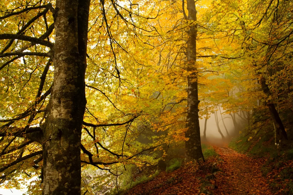 irati-navarra-1000x667 - Los bosques con más encanto en España para pasear en otoño