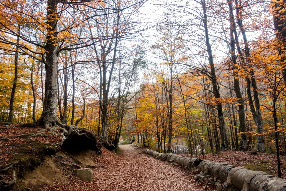 Los bosques con más encanto en España para pasear en otoño