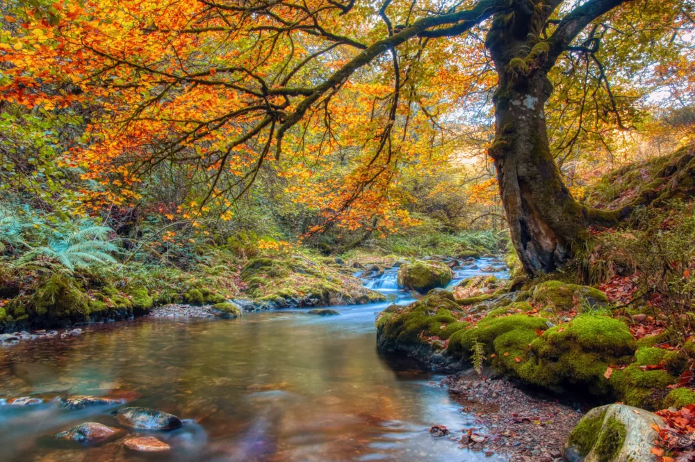 muniellos-asturias-1000x664 - Los bosques con más encanto en España para pasear en otoño