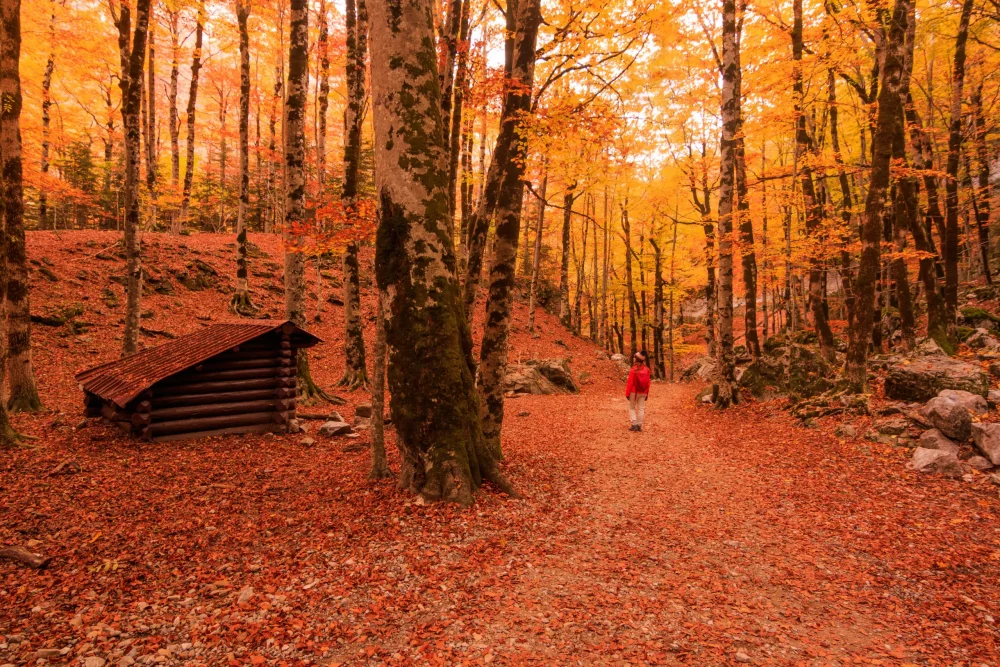 ordesa-huesca-1000x667 - Los bosques con más encanto en España para pasear en otoño