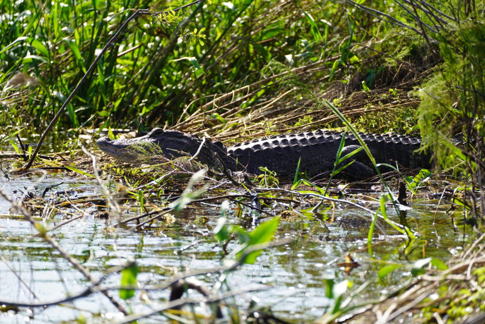 DSC03416-1000x667 - Descubre la versatilidad, cultura y naturaleza de Florida Central