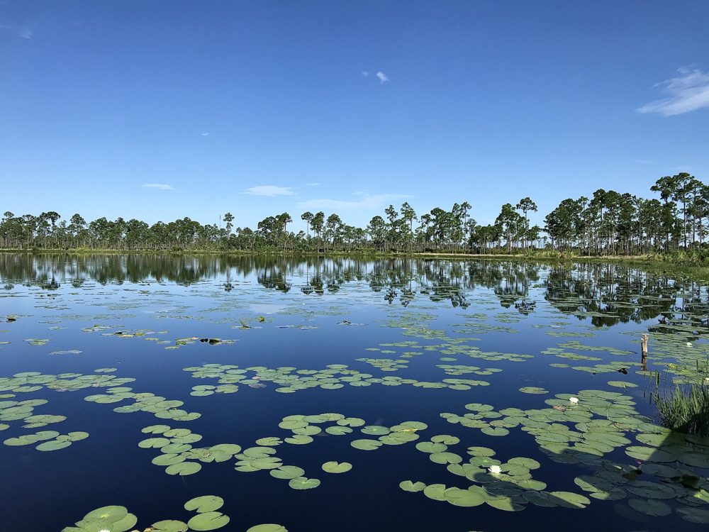 Lake-Wales-Ridge-State-Forest-July-2020_5-1000x750 - Descubre la versatilidad, cultura y naturaleza de Florida Central