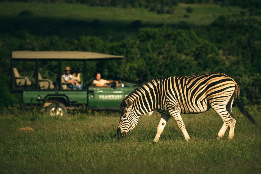Si amas la naturaleza y el lujo tienes que visitar este safari en Sudáfrica