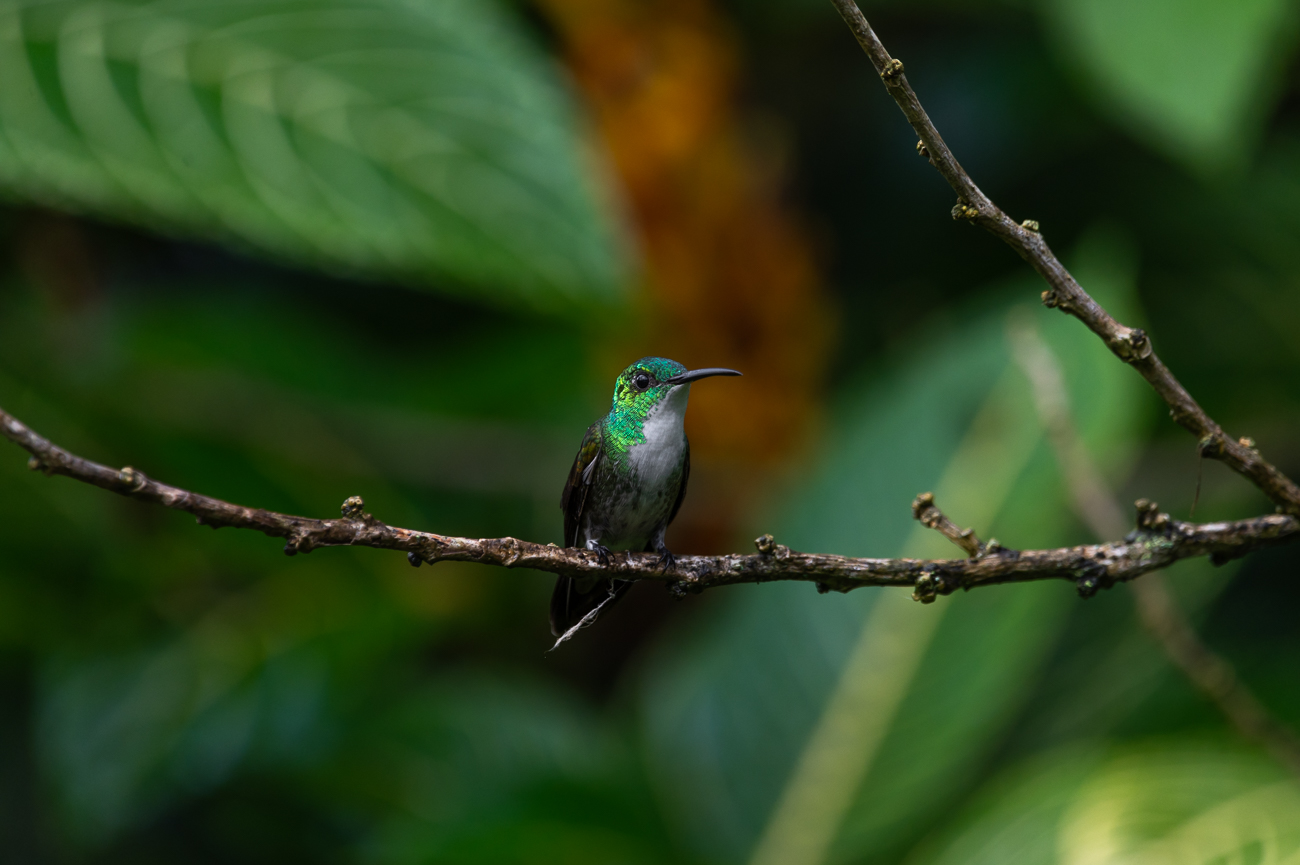 Animales del Caribe: murciélagos, aves y tortugas en Trinidad