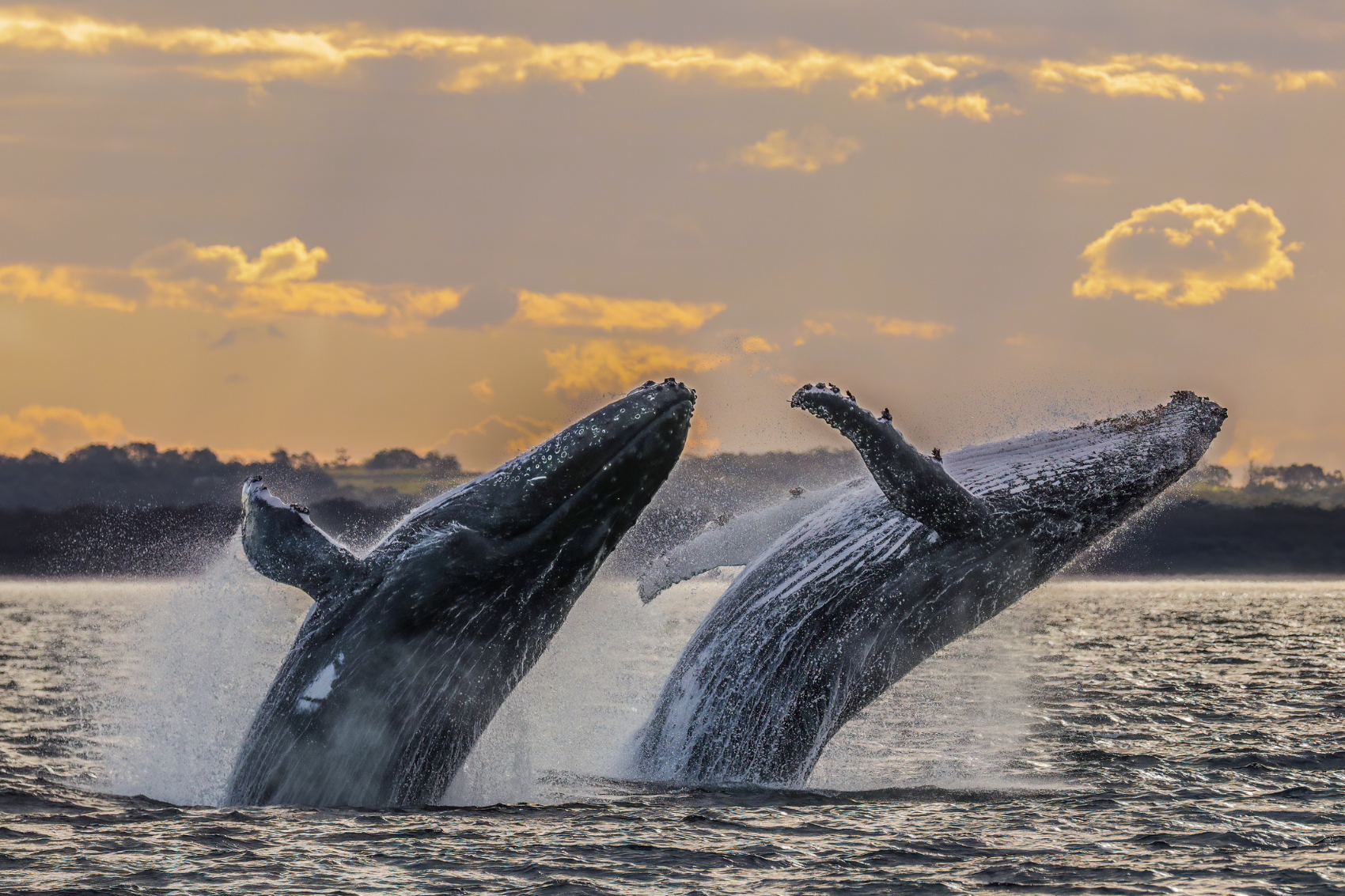 ¿Cuándo ver ballenas jorobadas en República Dominicana? ¿Cuándo ver ballenas jorobadas en República Dominicana?