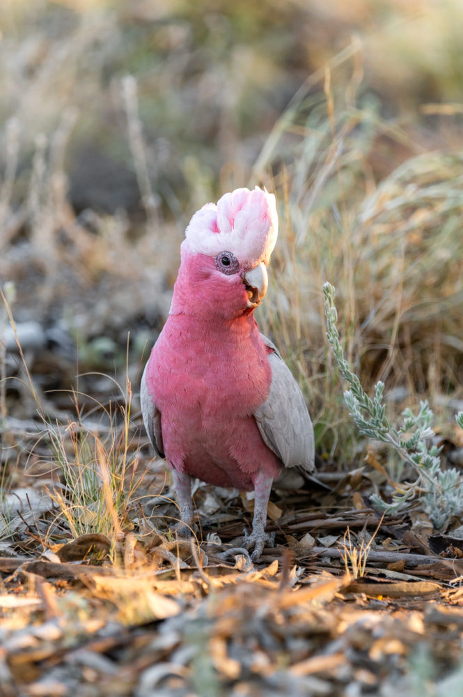 cacatua-rosa-Eolophus-roseicapilla-Galah-Alice-Springs-Red-Centre-Australia-665x1000 - Viaje al centro de Australia: experiencia Outback en el Red Centre