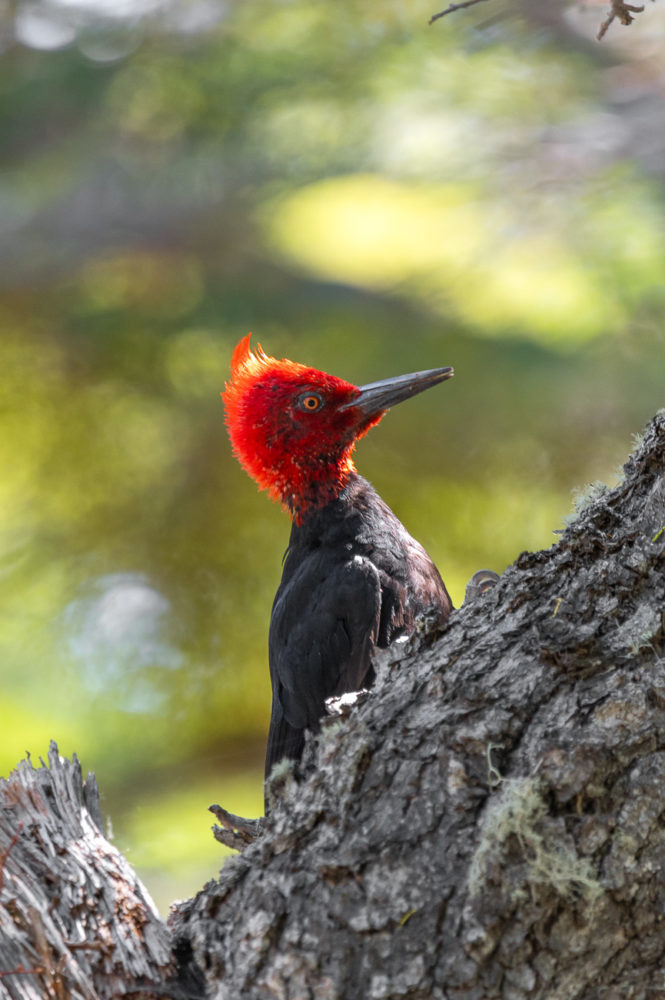 carpintero-magallanico-Campephilus-magellanicus-Huemules-Chubut-Marck-Gutt-665x1000 - Chubut de mar a montaña: ruta entrañable por la Patagonia argentina