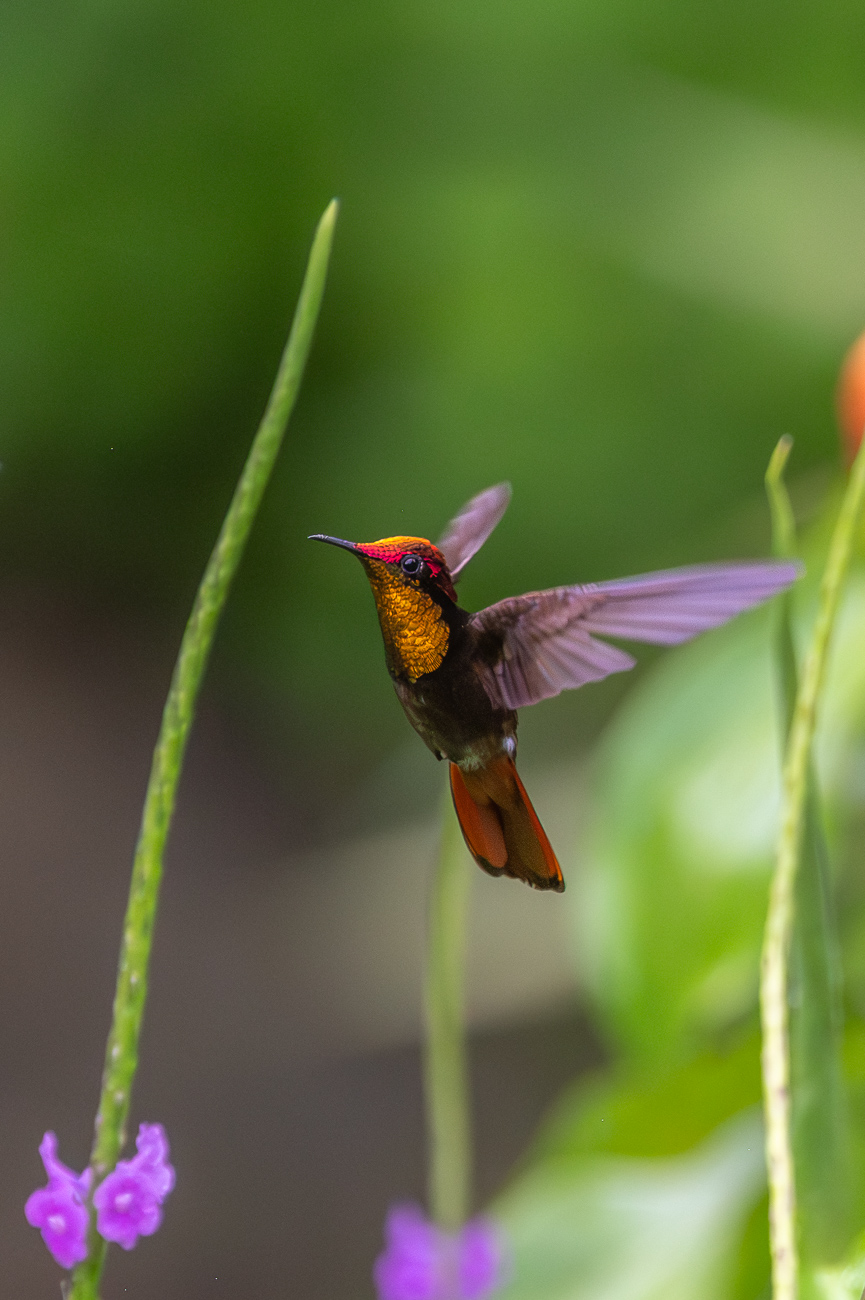 colibri-rubi-topacio-Chrysolampis-mosquitus-ruby-topaz-humminbird-Pawi-Lodge-Trinidad-animales-del-Caribe - Animales del Caribe: murciélagos, aves y tortugas en Trinidad