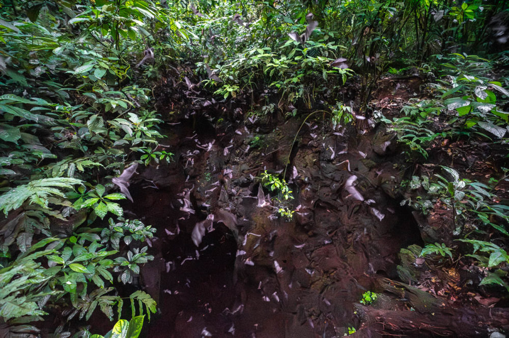 cueva-de-los-murcielagos-Taman-Cave-Trinidad-HADCO-Experiences-1000x665 - Animales del Caribe: murciélagos, aves y tortugas en Trinidad