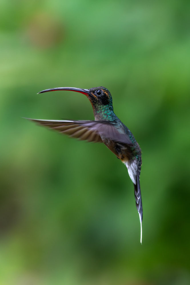 ermitano-verde-Phaethornis-guy-green-hermit-Asa-Wright-Nature-Centre-Trinidad-HADCO-Experiences-665x1000 - Animales del Caribe: murciélagos, aves y tortugas en Trinidad