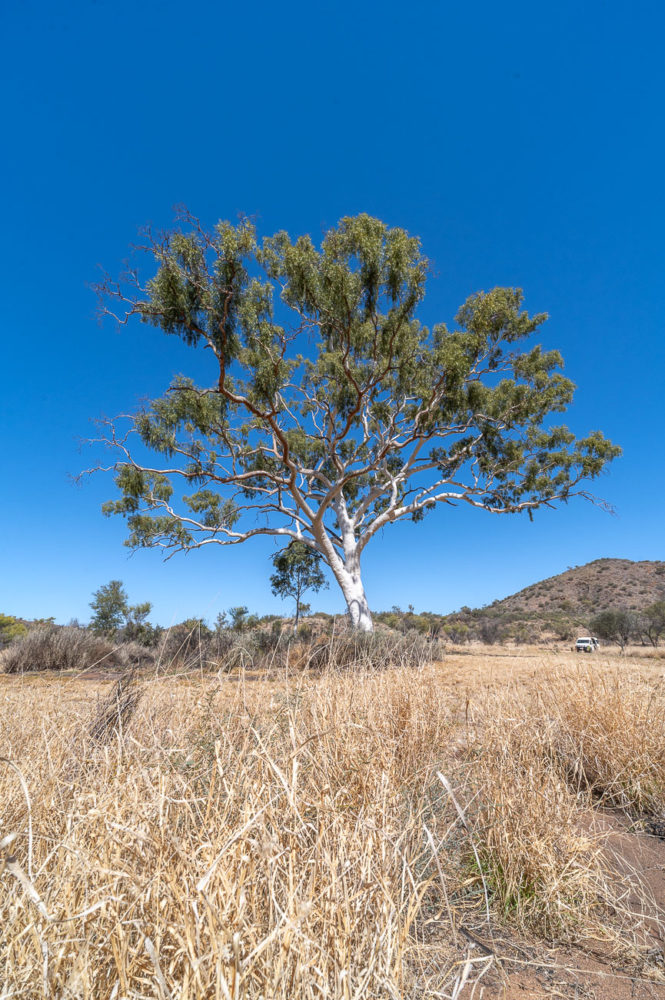 gomero-fantasma-Corymbia-aparrerinja-Trephina-Gorge-Natural-Park-East-MacDonnell-Range-Red-Centre-Australia-665x1000 - Viaje al centro de Australia: experiencia Outback en el Red Centre