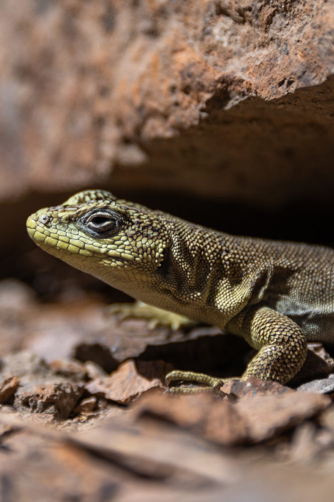 lagartija-rupestre-Liolaemus-elongatus-Piedra-Parada-especie-endemica-Patagonia-Marck-Gutt-665x1000 - Chubut de mar a montaña: ruta entrañable por la Patagonia argentina