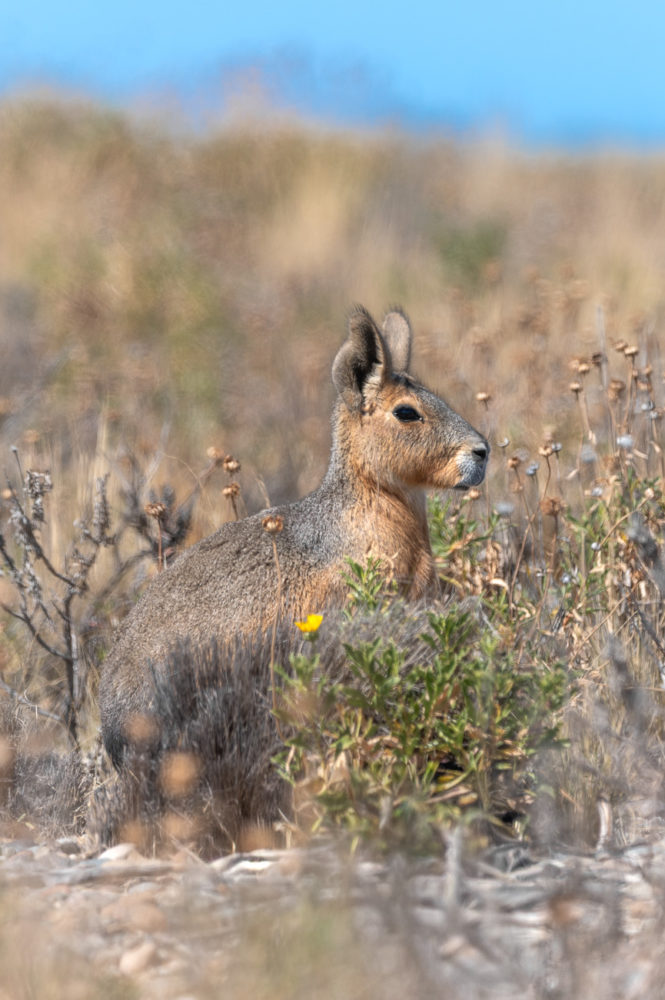 mara-Dolichotis-patagonum-Bahia-Bustamante-Patagonia-argentina-Chubut-Marck-Gutt-665x1000 - Chubut de mar a montaña: ruta entrañable por la Patagonia argentina