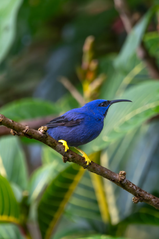 mielerito-ceruleo-Cyanerpes-caeruleus-purple-honeycreeper-Trinidad-Asa-Wright-Nature-Centre-HADCO-Experiences-665x1000 - Animales del Caribe: murciélagos, aves y tortugas en Trinidad