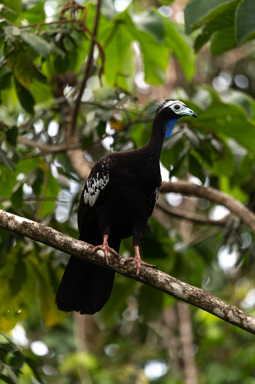 pawi-Pipile-pipile-Trinidad-pipiping-guan-pava-de-Trinidad-Pawi-Lodge-animales-del-Caribe - Animales del Caribe: murciélagos, aves y tortugas en Trinidad