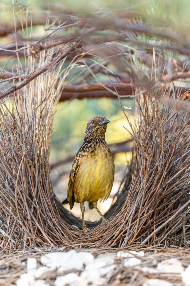 pergolero-moteado-occidental-Chlamydera-guttata-Olive-Pink-Botanic-Garden-Alice-Springs-665x1000 - Viaje al centro de Australia: experiencia Outback en el Red Centre