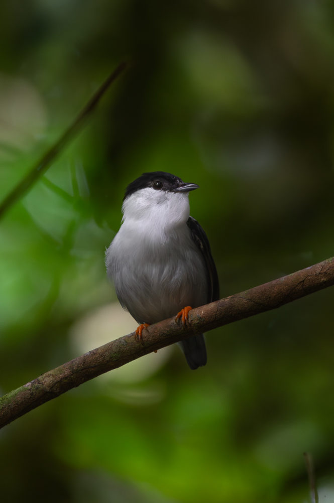 saltarin-barbiblanco-Manacus-manacus-white-bearded-manakin-Trinidad-Asa-Wright-Nature-Centre-665x1000 - Animales del Caribe: murciélagos, aves y tortugas en Trinidad