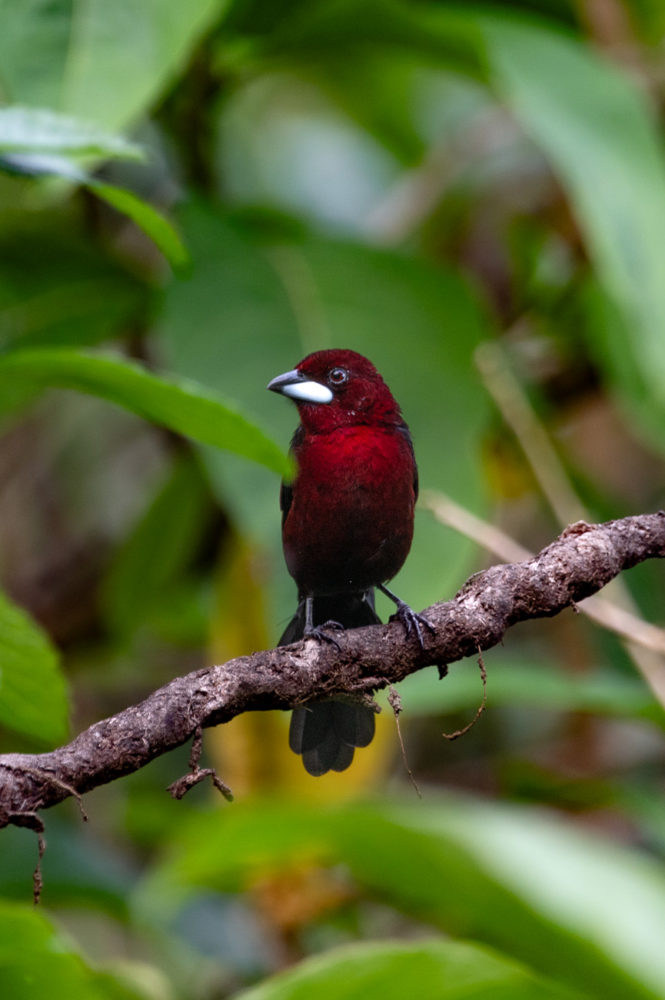 tangara-picoplata-Ramphocelus-carbo-silver-beaked-tanager-Trinidad-Asa-Wright-Nature-Centre-HADCO-Experiences-665x1000 - Animales del Caribe: murciélagos, aves y tortugas en Trinidad