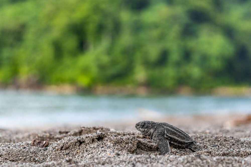 tortuga-laud-Dermochelys-coriacea-leatherback-sea-turtle-Trinidad-Grande-Riviere-Beach-animales-del-Caribe-1000x665 - Animales del Caribe: murciélagos, aves y tortugas en Trinidad