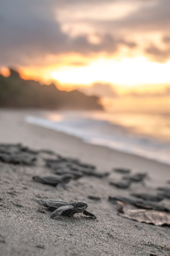 tortugas-laud-Dermochelys-coriacea-leatherback-sea-turtles-Trinidad-Grande-Riviere-Beach-HADCO-Experiences-665x1000 - Animales del Caribe: murciélagos, aves y tortugas en Trinidad