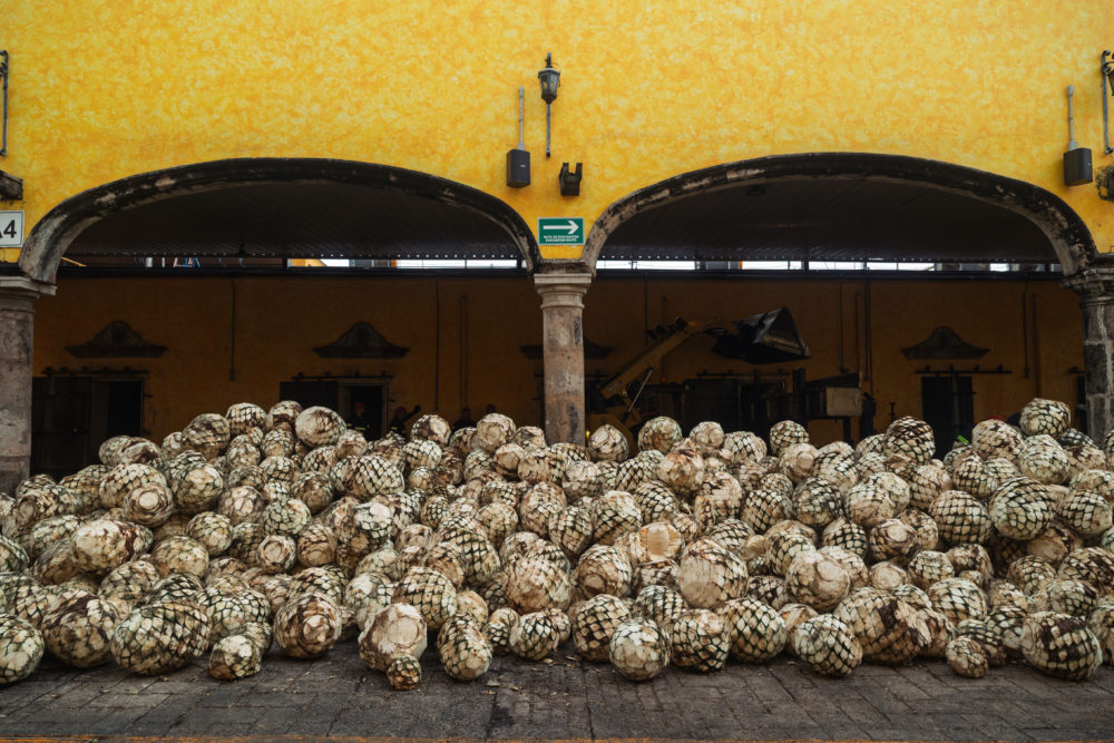 Copia-de-RESERVA-187-1000x667 - Tequila Reserva de la Familia y la artista Alejandra Venegas colaboran en una edición conmemorativa