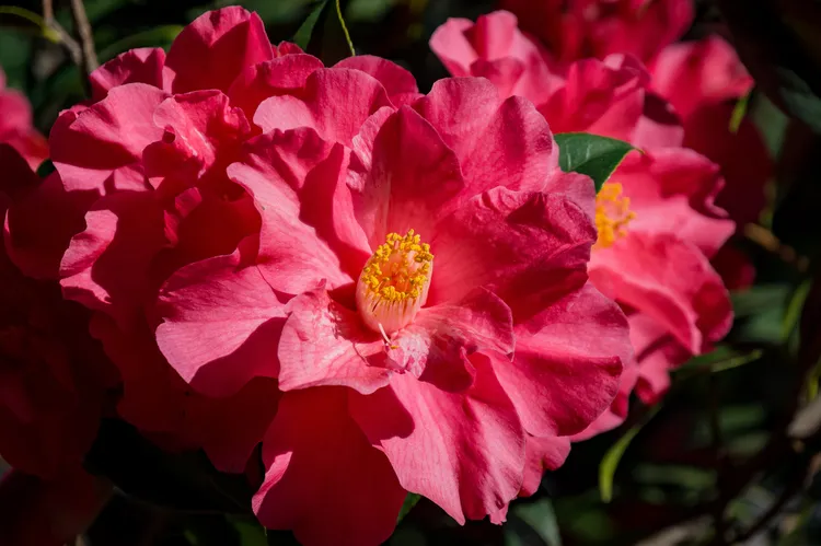 Sacramento en invierno: la ciudad de las camelias y su temporada floral más sorprendente