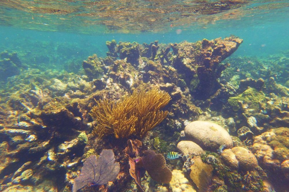 TAL-reef-ambergris-caye-belize-RETIRESANPEDRO0126-c0f7a77143954ce69fafed62cd327ddc-1000x665 - Cayo Ambergris: la isla caribeña donde jubilarse frente al mar es más accesible de lo que parece