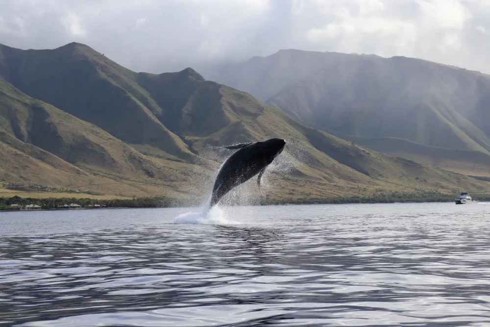 ballena-mauna-kea-1000x667 - Descubre el impresionante regreso de las ballenas jorobadas en Hawái
