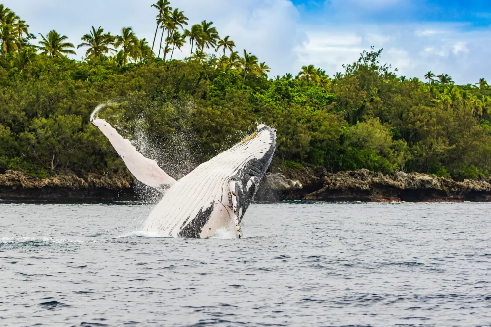 ballena-tonga-1000x667 - Descubre el impresionante regreso de las ballenas jorobadas en Hawái