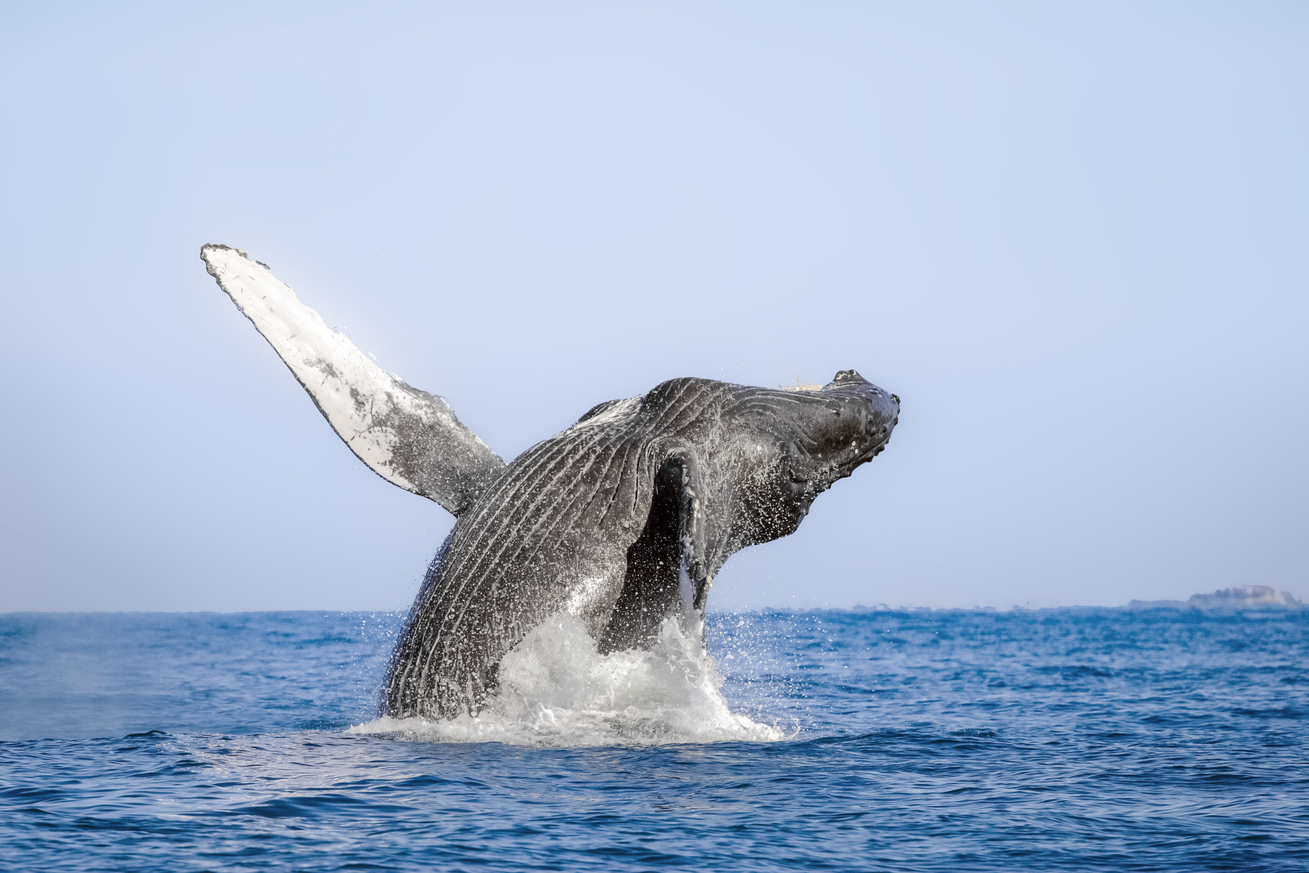 Avistamiento de ballenas en Costalegre: cuándo ver ballenas jorobadas en el Pacífico mexicano