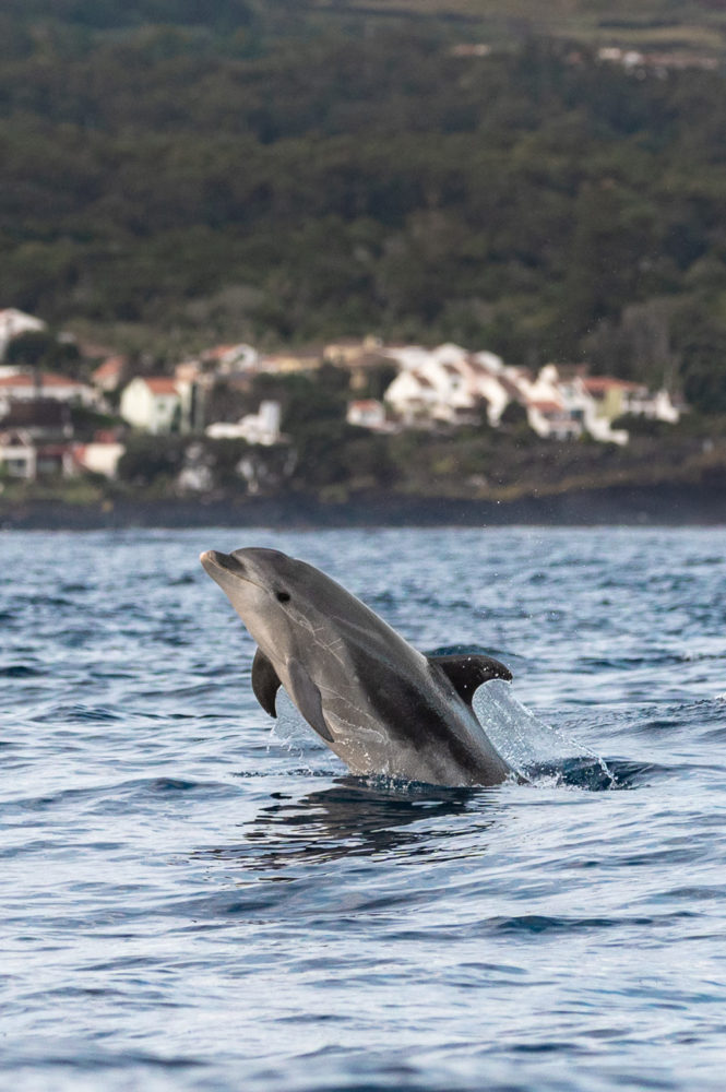 delfin-nariz-de-botella-Tursiops-truncatus-Azores-Portugal-Sao-Miguel-665x1000 - São Miguel: naturaleza, tradición y saudade en las Azores