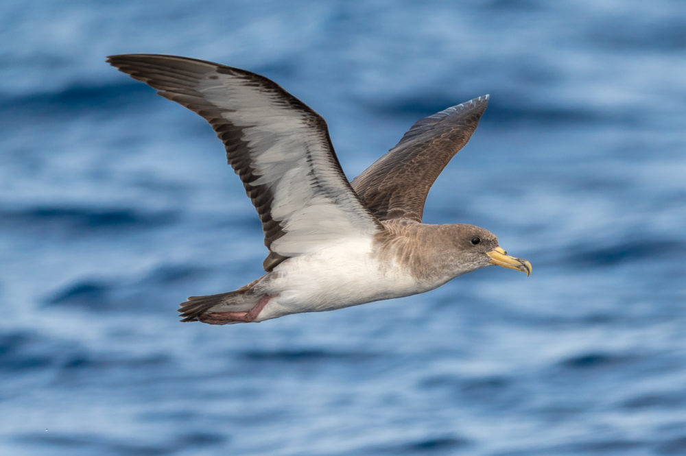 pardela-atlantica-Calonectris-borealis-Azores-1000x665 - São Miguel: naturaleza, tradición y saudade en las Azores