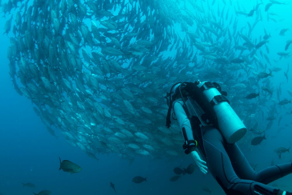 pascal-van-de-vendel-gcG_b9ijyqU-unsplash-1000x667 - Este es el tesoro marino de la Península de la Baja Sur