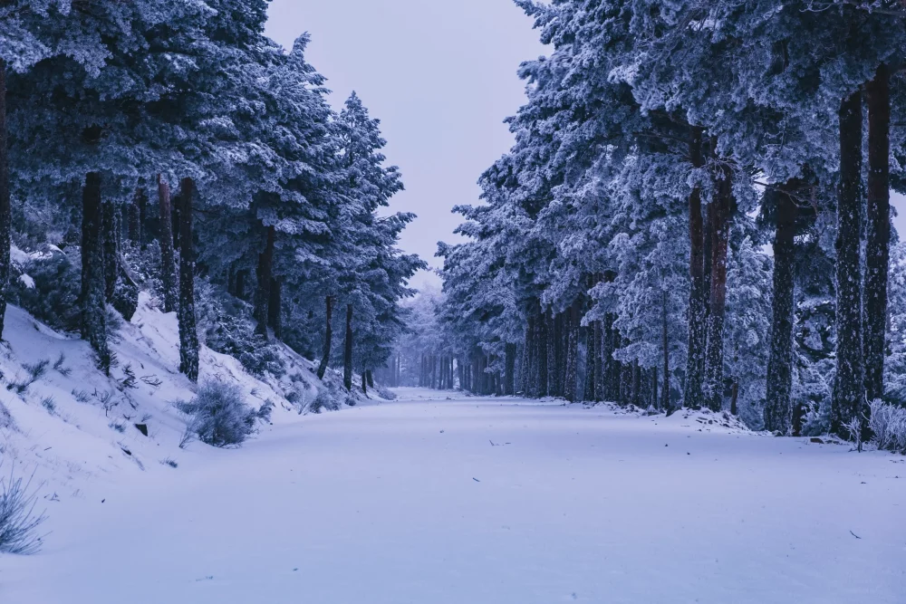 pinos-nieve-guadarrama-1000x667 - Los lugares especiales donde disfrutar de la nieve cerca de Madrid