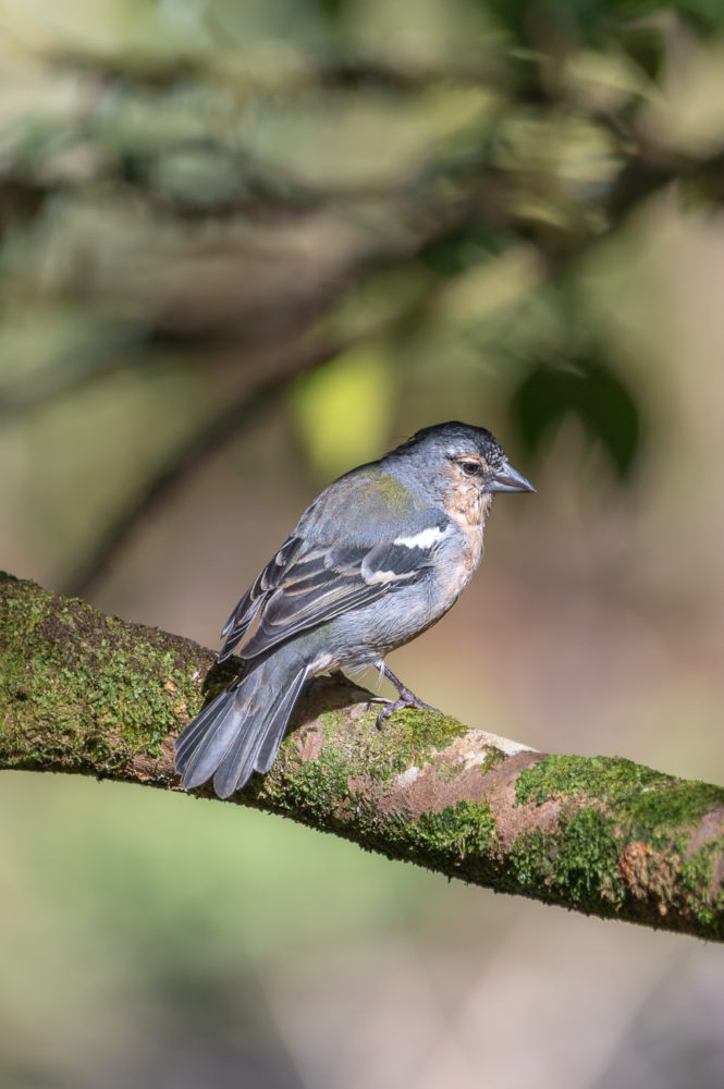 pinzon-de-las-Azores-Fringilla-moreletti-Sao-Miguel-665x1000 - São Miguel: naturaleza, tradición y saudade en las Azores