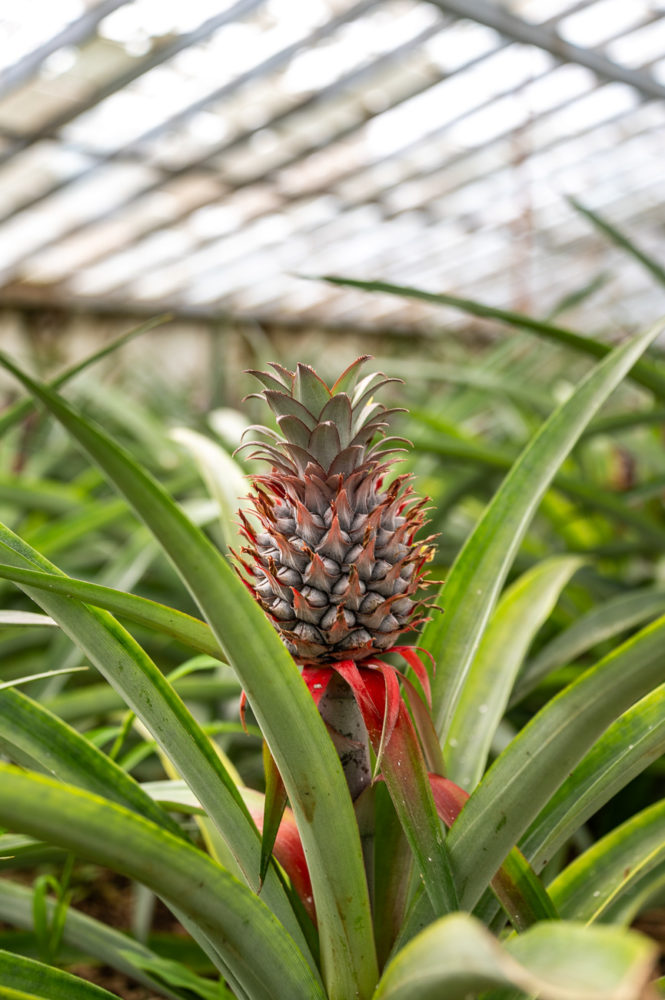 plantacion-de-pina-de-Azores-Augusto-Arruda-Sao-Miguel-665x1000 - São Miguel: naturaleza, tradición y saudade en las Azores
