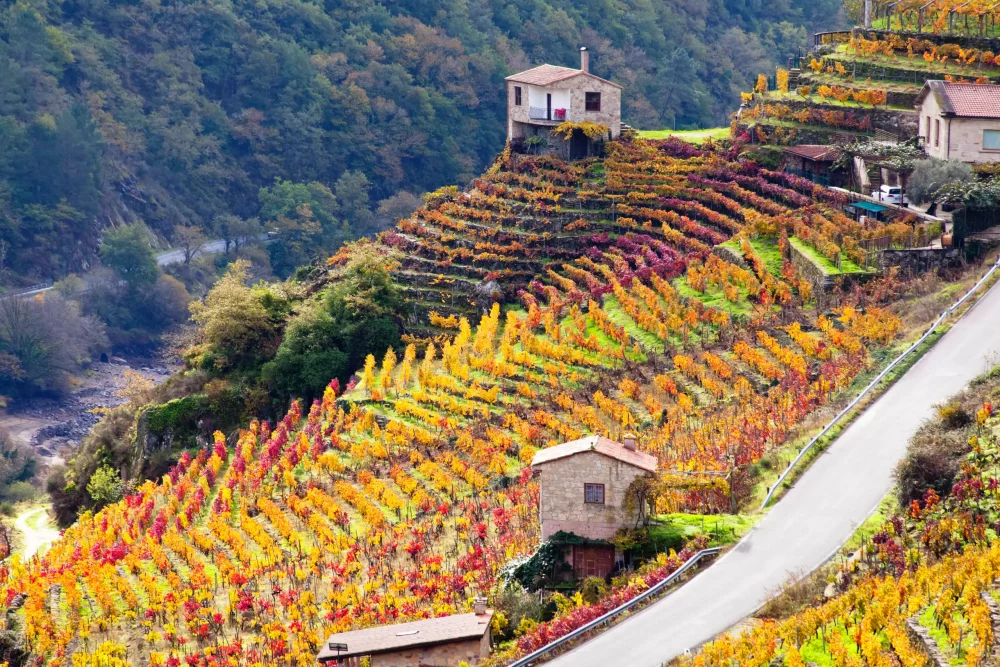 Ribeira Sacra, vinos y un paisaje de ensueño