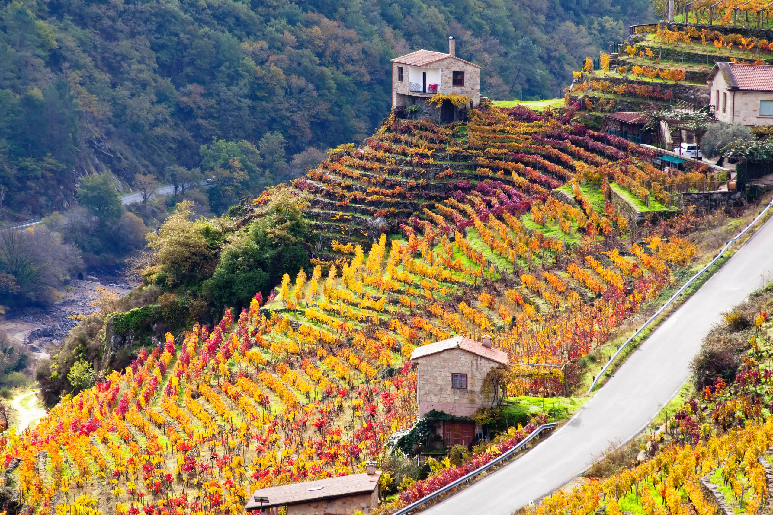 Ribeira Sacra, vinos y un paisaje de ensueño