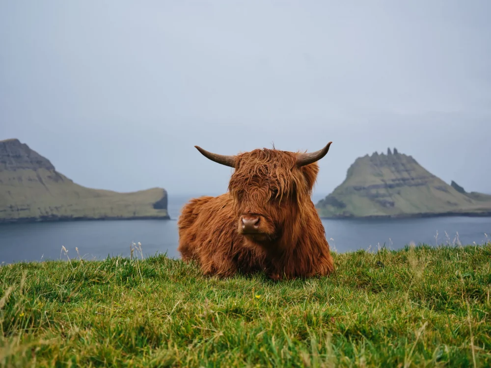 vaca-islas-feroe-1000x750 - 10 destinos imprescindibles para 2026