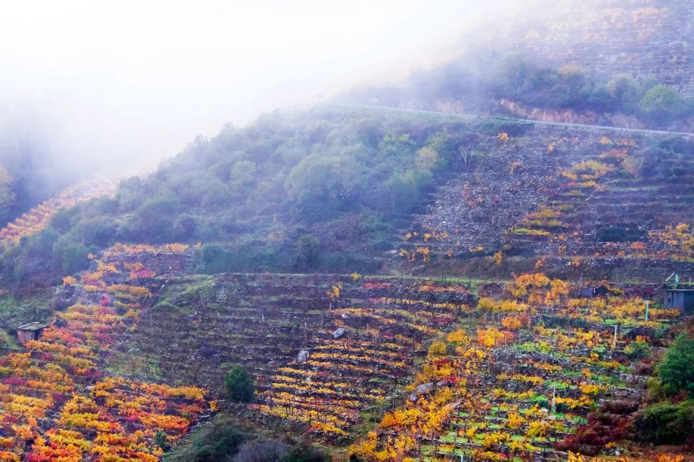 vinedos-ribeira-sacra-1000x667 - Ribeira Sacra, vinos y un paisaje de ensueño