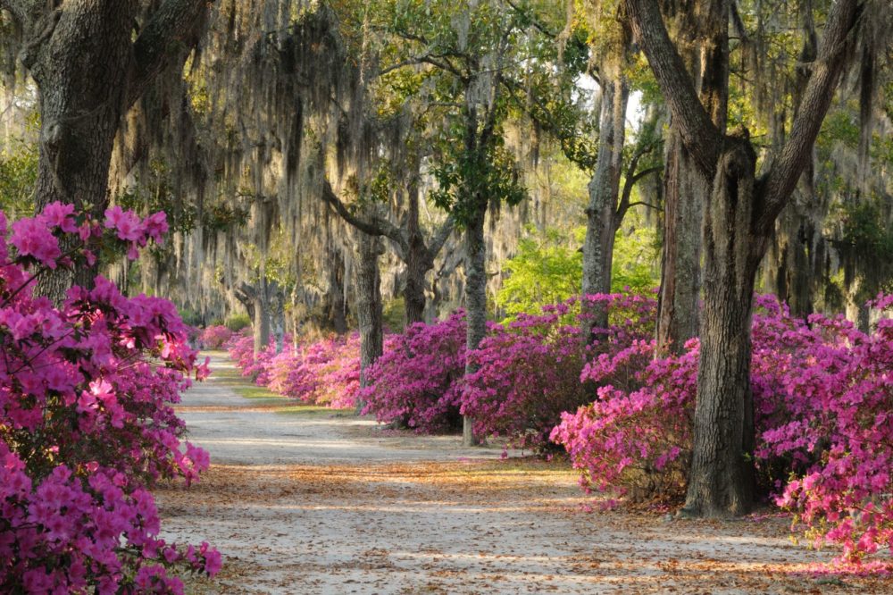 Esta ciudad del sur de EE.UU. está a punto de llenarse de coloridas azaleas en marzo