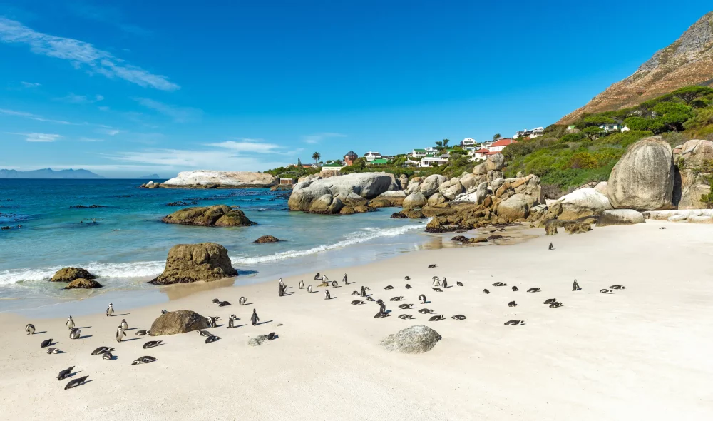 boulder-beach-sudafrica-1000x590 - Las mejores playas, según los Traveler's Choice de TripAdvisor