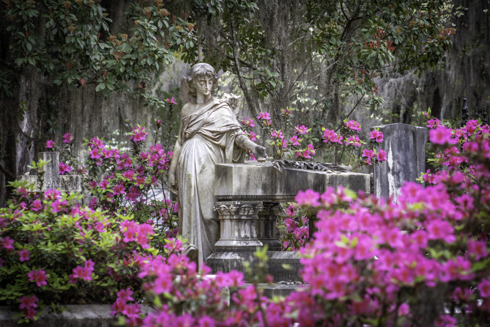 iStock-2033528764-1000x667 - Esta ciudad del sur de EE.UU. está a punto de llenarse de coloridas azaleas en marzo