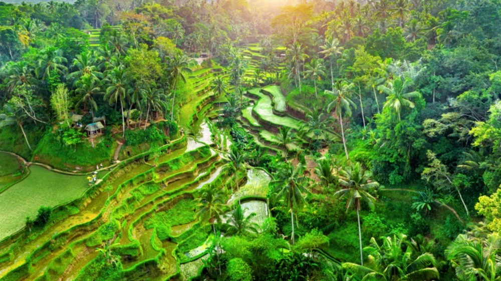 terrazas-de-arroz-1000x562 - Bali: Mejor Destino del Mundo 2026, según TripAdvisor 